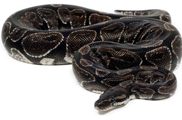axanthic ball python