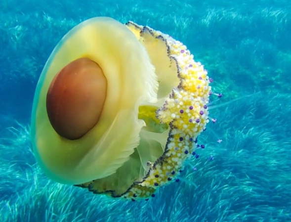 jellyfish reproduction