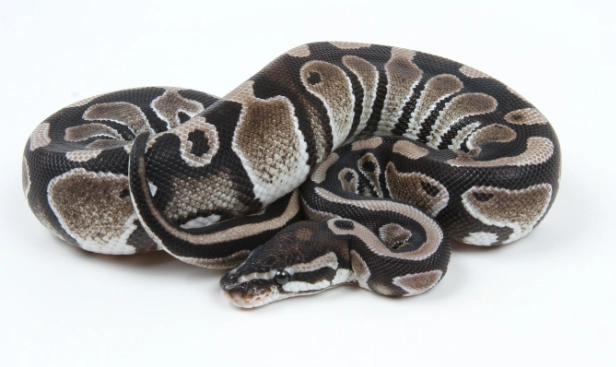 axanthic breeding genetics