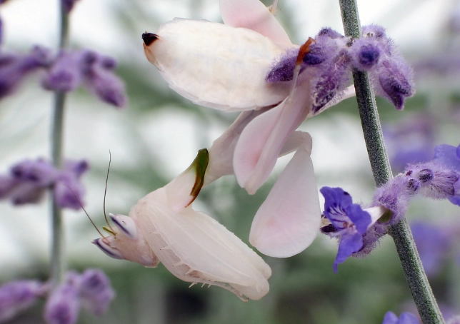 Habenaria radiata Habenaria radiata