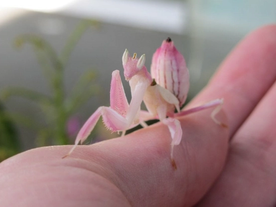 Habenaria radiata Habenaria radiata