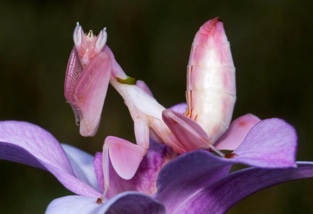 praying mantis orchid