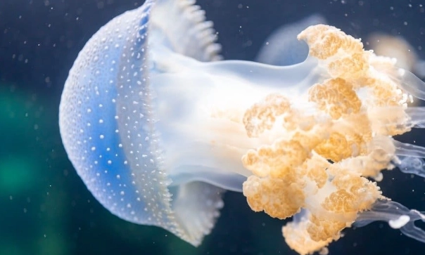 how to hatch jellyfish eggs