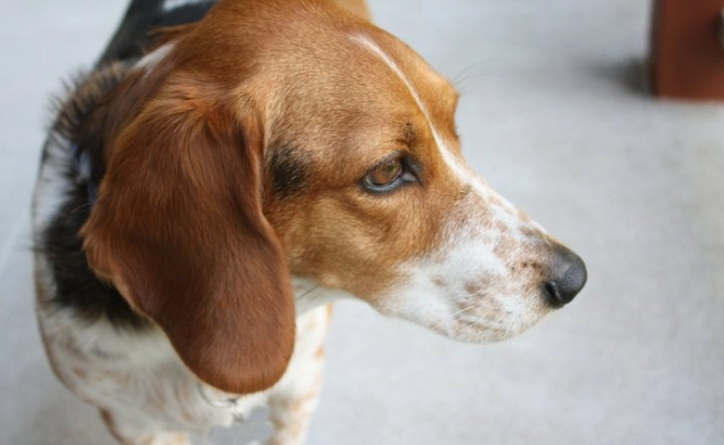 basset mix temperament