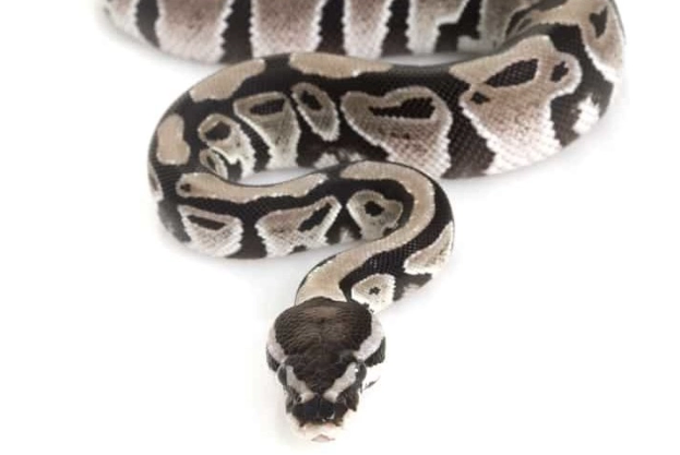 axanthic breeding genetics