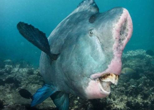 coral reef conservation