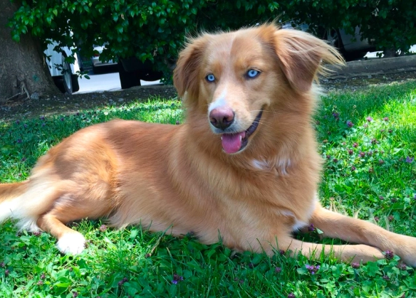 golden retriever husky mix temperament