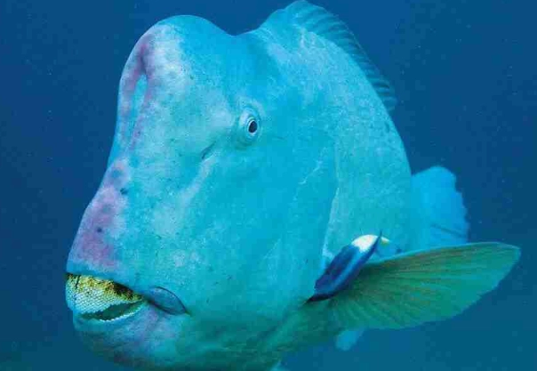humphead parrotfish