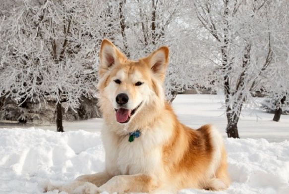 golden retriever husky mix