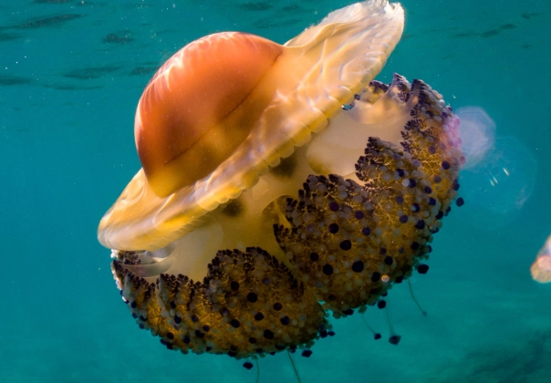 jellyfish eggs