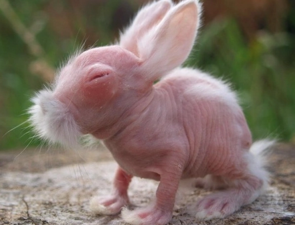 hairless bunny breed