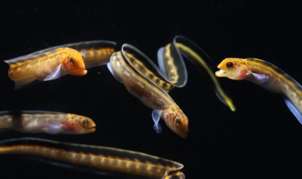 eel larvae feeding