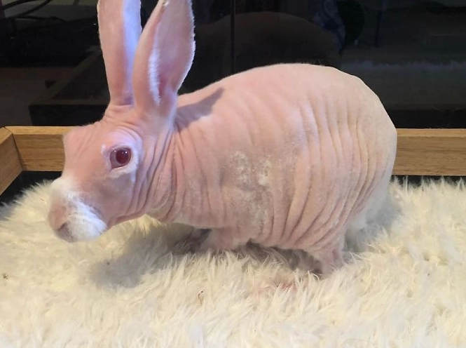 hairless rabbit care