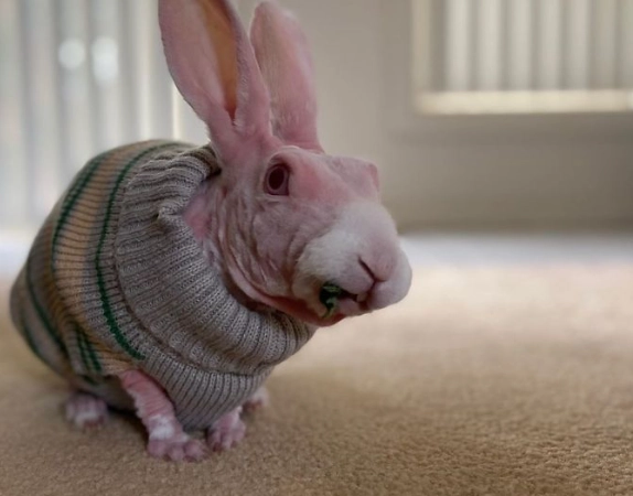 hairless rabbit care