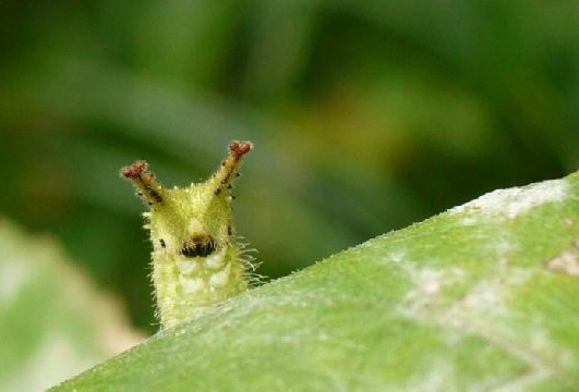 raising emperor moth caterpillars