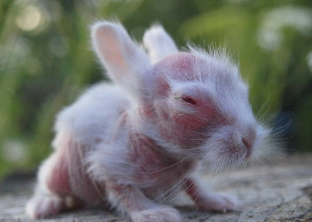 naked rabbit health issues