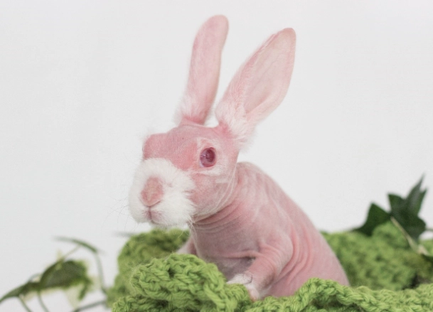 hairless bunny breed