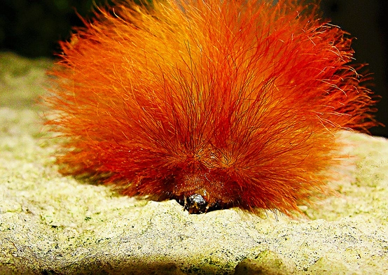 ginger caterpillar