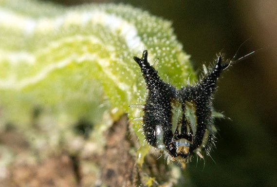 identify Japanese caterpillars