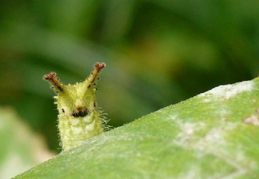identify Japanese caterpillars