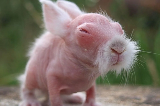hairless rabbit care