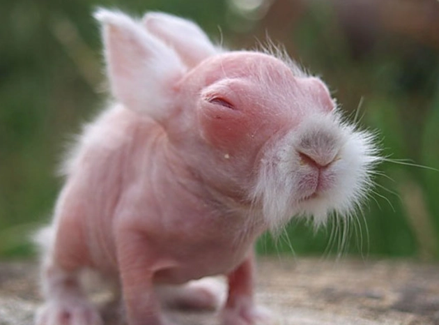 bald rabbit breed