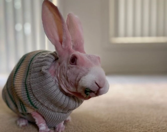 naked rabbit health issues