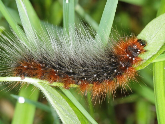 ginger caterpillar identification