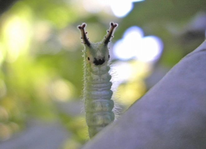 Japanese stinging caterpillars