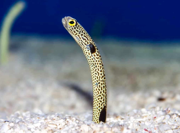 baby eel
