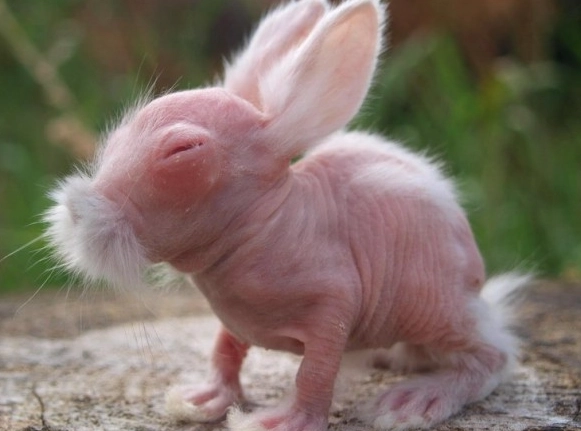 hairless rabbit care
