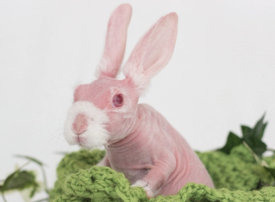 hairless rabbit care