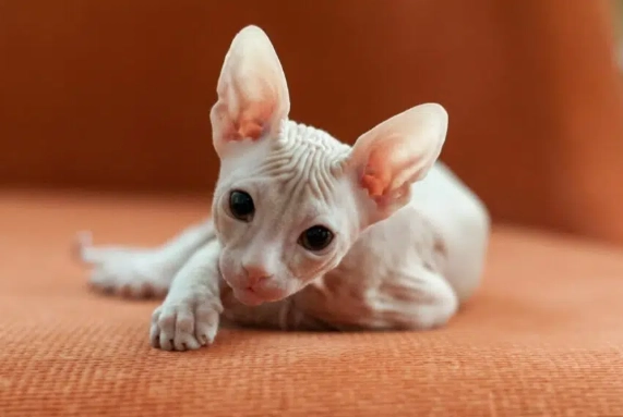 ugliest cat breeds ugliest cat breeds