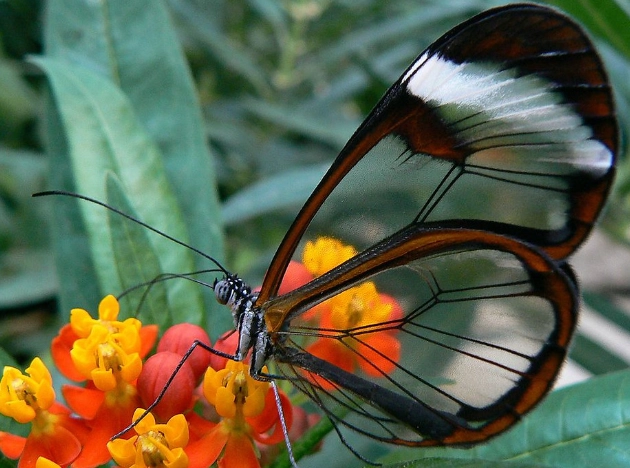 transparent butterfly