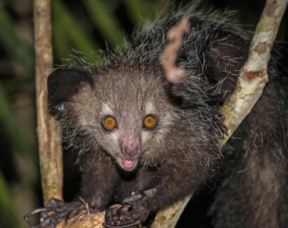 Sphynx cat care Sphynx cat care