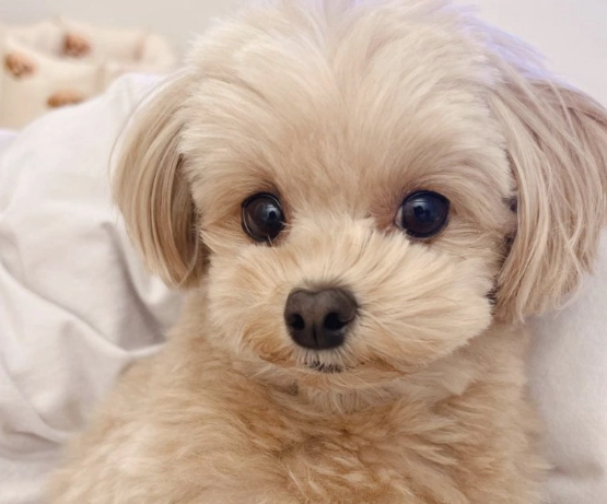 Pomeranian Poodle Mix