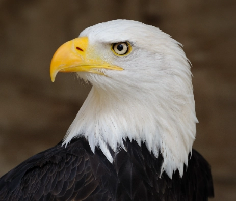 bald eagle facts