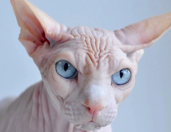 ugliest cat breeds ugliest cat breeds