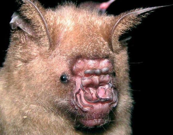 ugly bat species