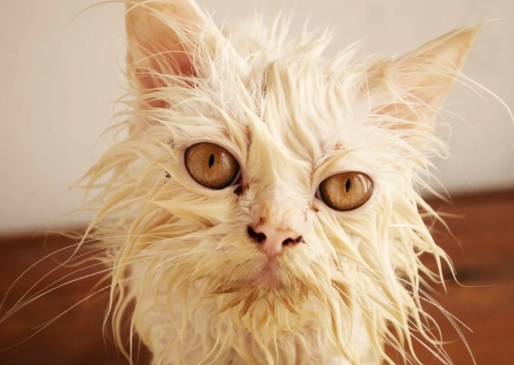 Sphynx cat care Sphynx cat care