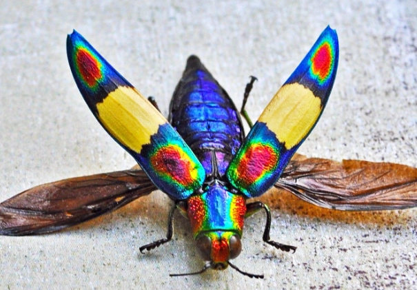 colorful bugs