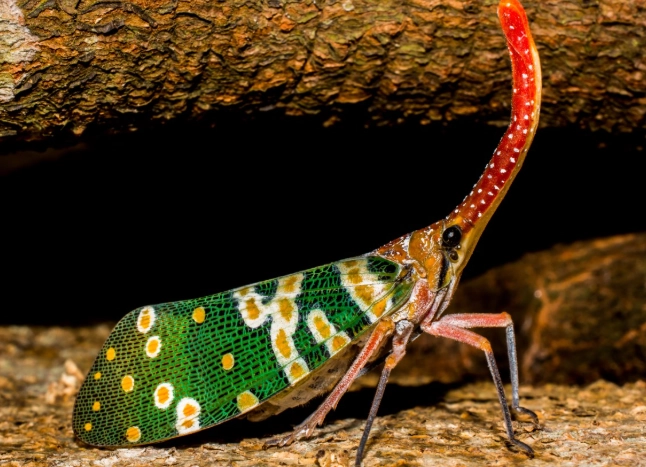 insect photography tips