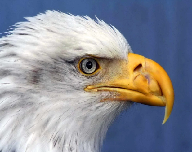 why are vultures bald