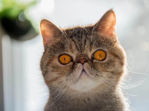 world's ugliest cat world's ugliest cat