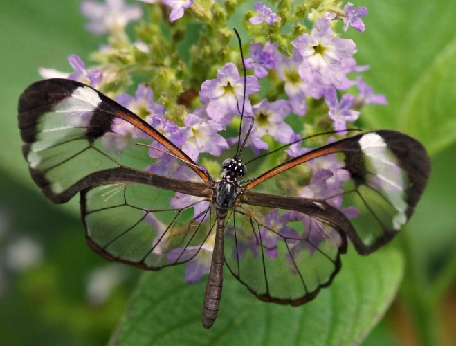 transparent butterfly