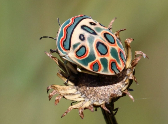 most beautiful insects