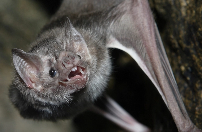 hammer-headed bat