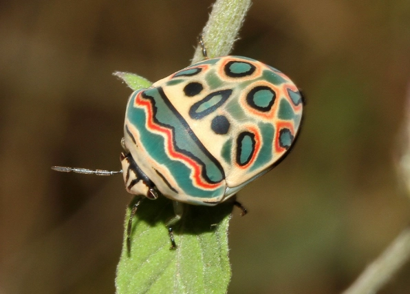 most beautiful insects