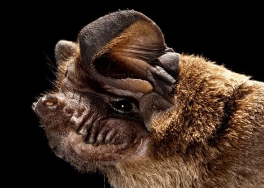 ugly bat species
