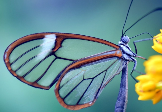 glasswing butterfly